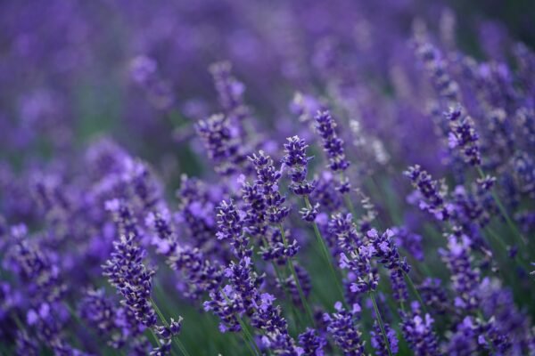 lavender, flower, blossoms, hd wallpaper, lavender field, violet, lavender flowers, nature, flower background, purple, flower wallpaper, lavender, lavender, lavender, lavender, beautiful flowers, lavender